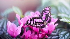 Ein pinker Schmetterling stellvertretend für Anti-Aging [PREVENT + CORRECT]