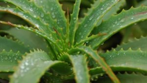 Eine Aloe Vera Pflanze stellvertretend für Feuchtigkeitspflege [SUPPLEMENTARY]