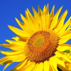 Eine Sonnenblume stellvertretend für Sonnenschutz